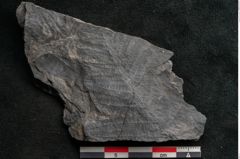 Foto (Detailansicht) von Callipteris sp.  (NHMW-GEO-2024-0188-10921)